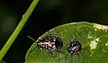 Nymph and adult of Stenozygum speciosum