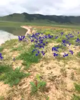 Steppe flora of the province