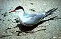 Common ternSterna hirundo