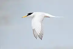 Little tern