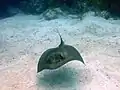 Stingray on French Reef