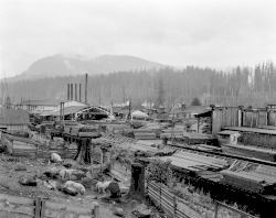 Stockyards and sawmill at Barneston, 1911