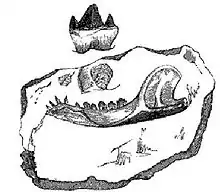 Image 5Illustration of the fossil jaw of the Stonesfield mammal from Gideon Mantell's 1848 Wonders of Geology (from History of paleontology)