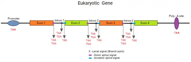 Stopcodons in genetics elements