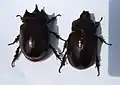 Ox beetle (male left, female right)