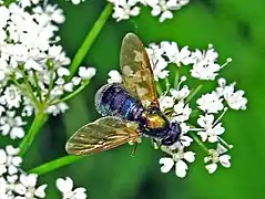 Female, with blue-green abdomen