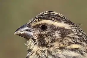 C. s. striolataBale Mountains, Ethiopia