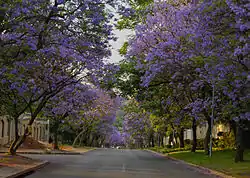 Street lined with Jacarandas in Bryanston