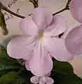 Extra petal anomaly in Streptocarpus 'Gloria'