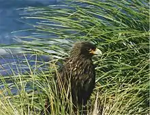 A striated caracara standing among tall grass