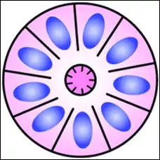 Structure of a Flexner–Wintersteiner rosette