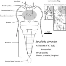 Image 10Reconstruction Strudiella devonica as a possible hexapod (from Evolution of insects)