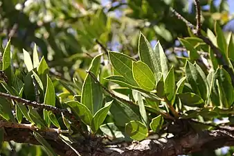 foliage