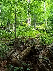 Forest in Stužica