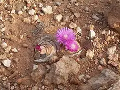 Succulents (Aizoaceae), Anysberg Nature Reserve