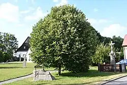 Lime tree in the centre of Suchý Důl