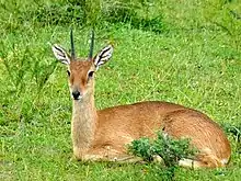 Brown bovid