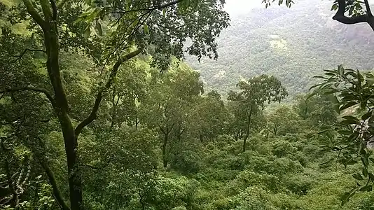 forest around the fort