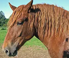 Image 15The pinna of a horse's ears can rotate in any direction to pick up sounds (from Equine anatomy)