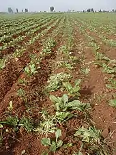 Sugar beets cultivation at Sidi Smail