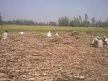 How they make ready to cane to deliver