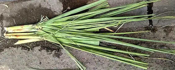 Sugarcane canopy