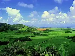 Sugar cane plantation in Mauritius.