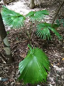 Saribus rotundifolius in situ in Tangkoko Nature Reserve, Sulawesi