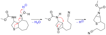 Reaction mechanism for sulfur-stabilized Beckmann fragmentation.