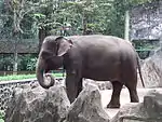 Sumatran elephant