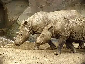 Sumatran rhino