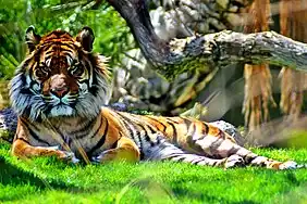 Sumatran Tiger (Panthera tigris sumatrae)