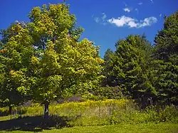 A scene from Steuben Township