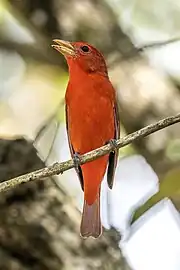 P. r. rubraCopán Ruinas, Honduras