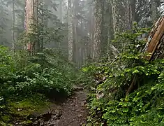 Summit Lake trail