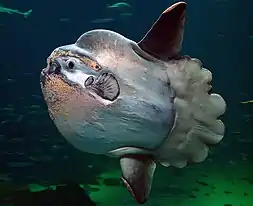 Ocean sunfish