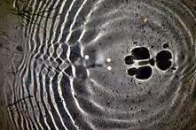 Ripples on water created by water striders