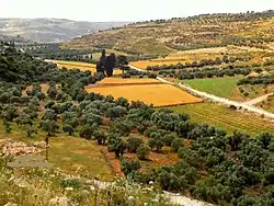 Pastoral scene near Surif village