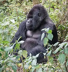 Photograph of a large male gorilla