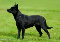 Black Kelpie