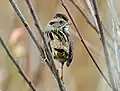 Swamp sparrow taken at Lake Mattamuskeet