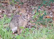 Brown rabbit