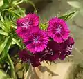 Dark pink cultivar of Dianthus barbatus