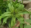 Flower bud of sweet william