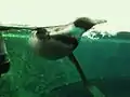 A swimming Humboldt penguin