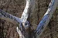 Trunk and branches