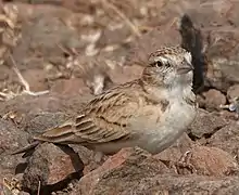 Sykes's Short-toed Lark