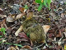 Brown rabbit