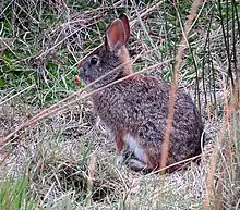 Brown rabbit