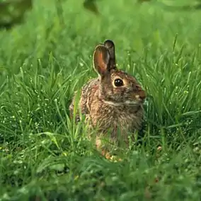 Second trophic levelRabbits eat plants at the first trophic level, so they are primary consumers.